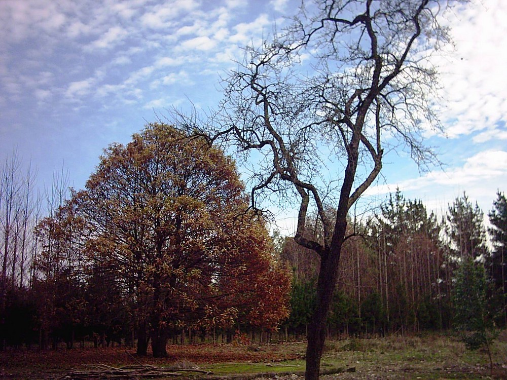 Contraste en arboles