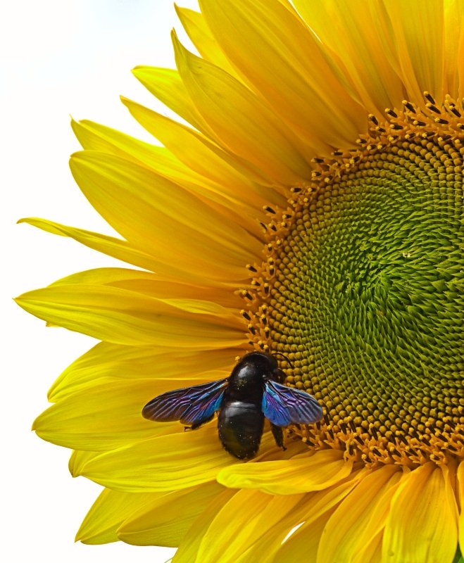 Contraste sur le tournesol