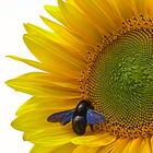 Contraste sur le tournesol