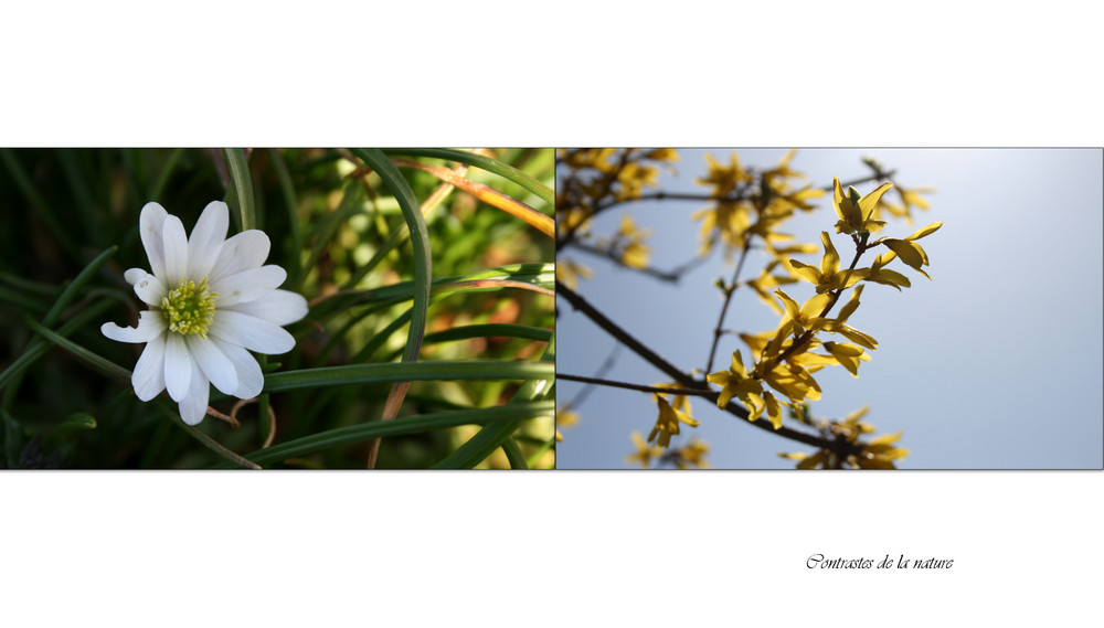 Contrastes de la nature (2)