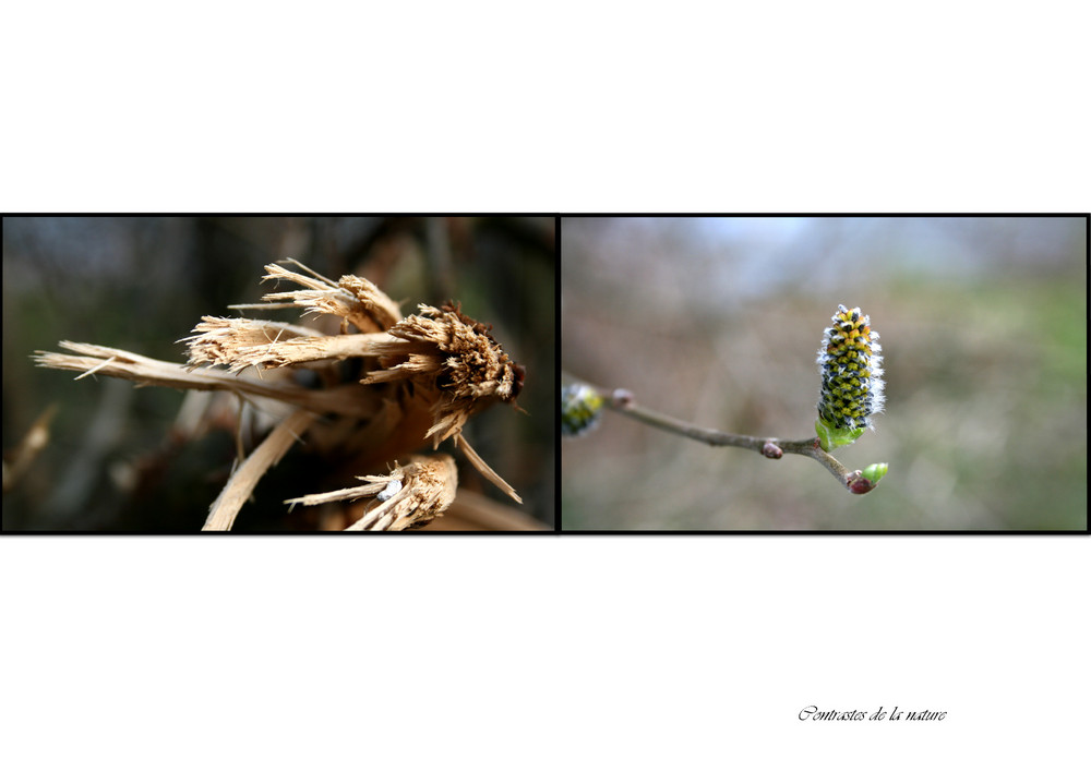 Contrastes de la nature