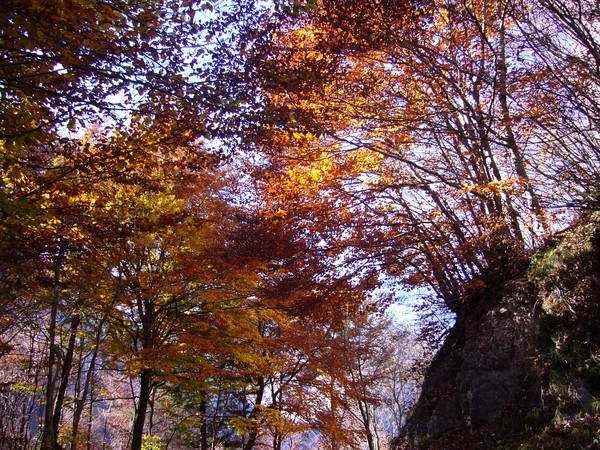 Contrasti d'autunno