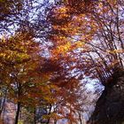 Contrasti d'autunno