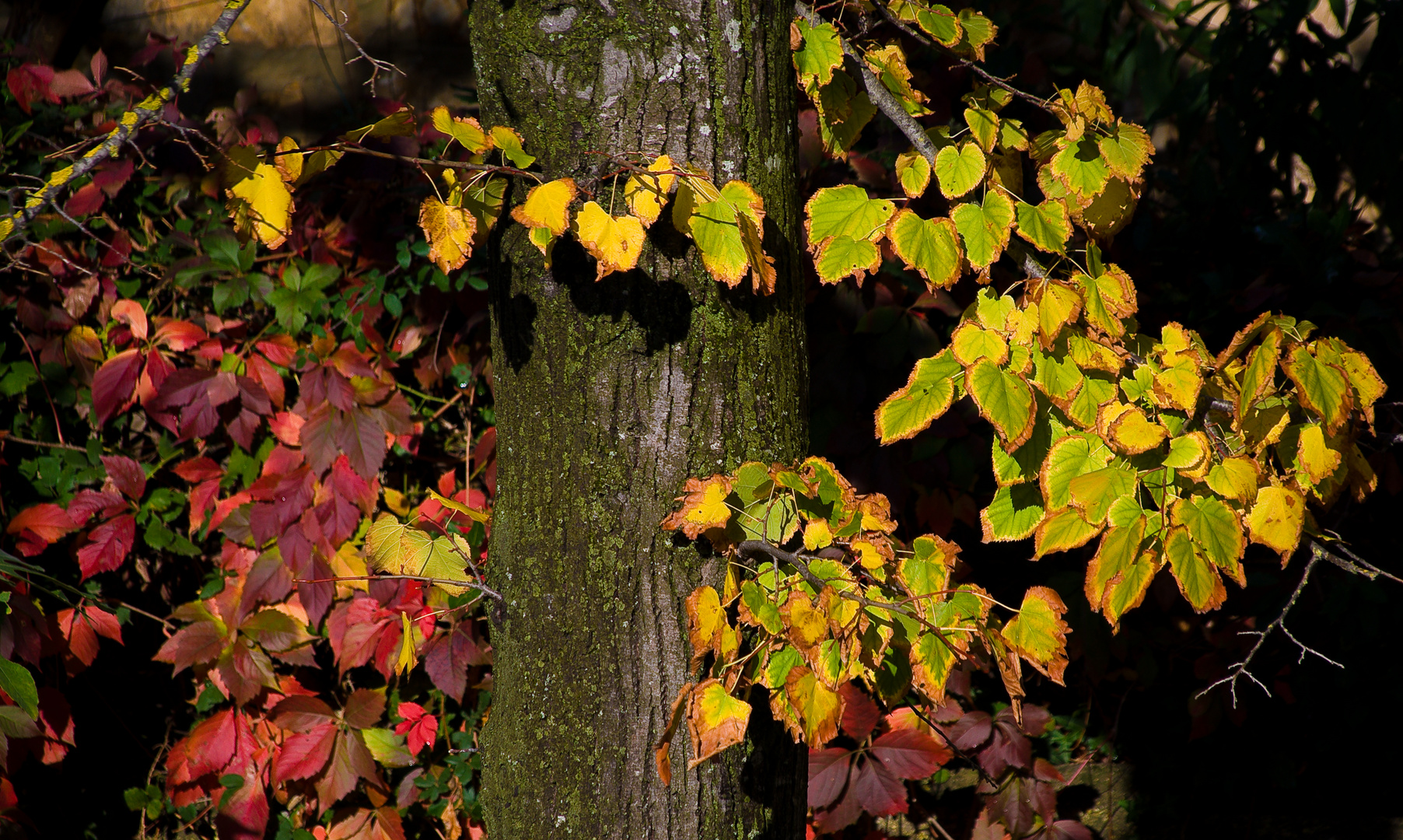 Contrasti d'autunno