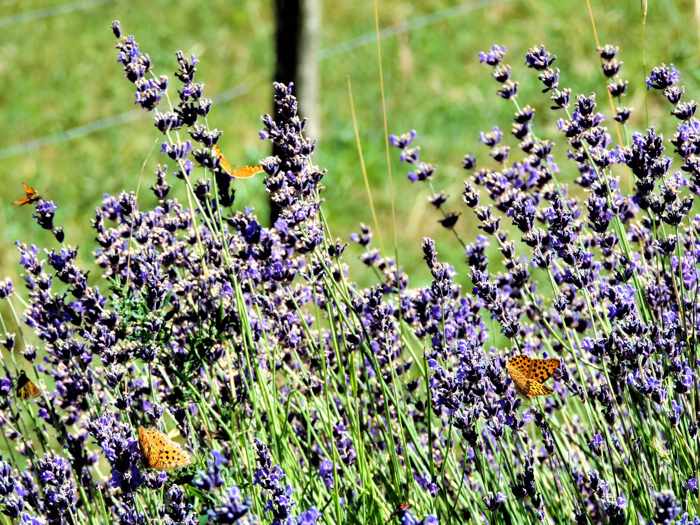 Contrasto di colori nel profumo di estate