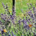 Contrasto di colori nel profumo di estate