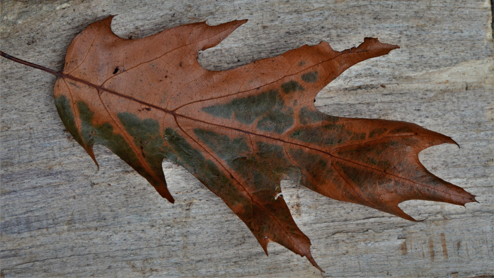 Contrasts......autumn leaf on wood....