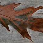 Contrasts......autumn leaf on wood....