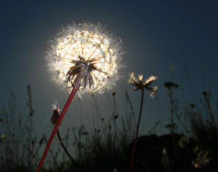 contre jour