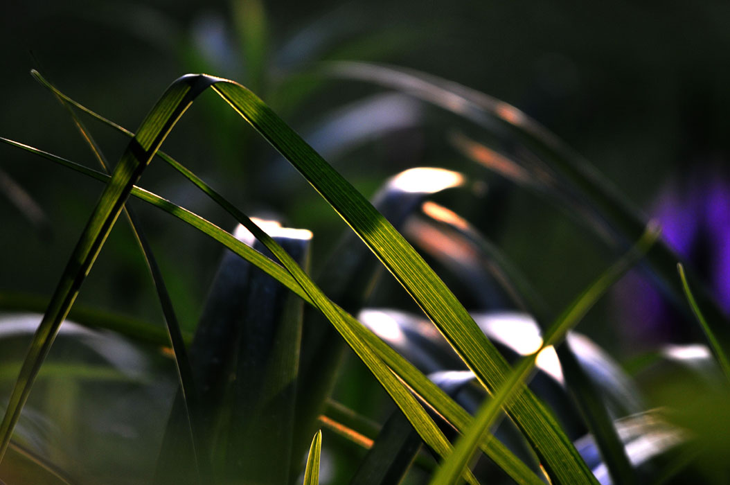 Contre-jour