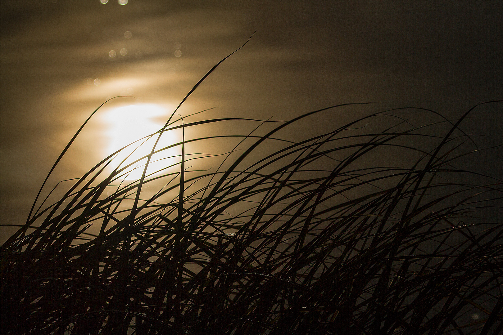 contre jour