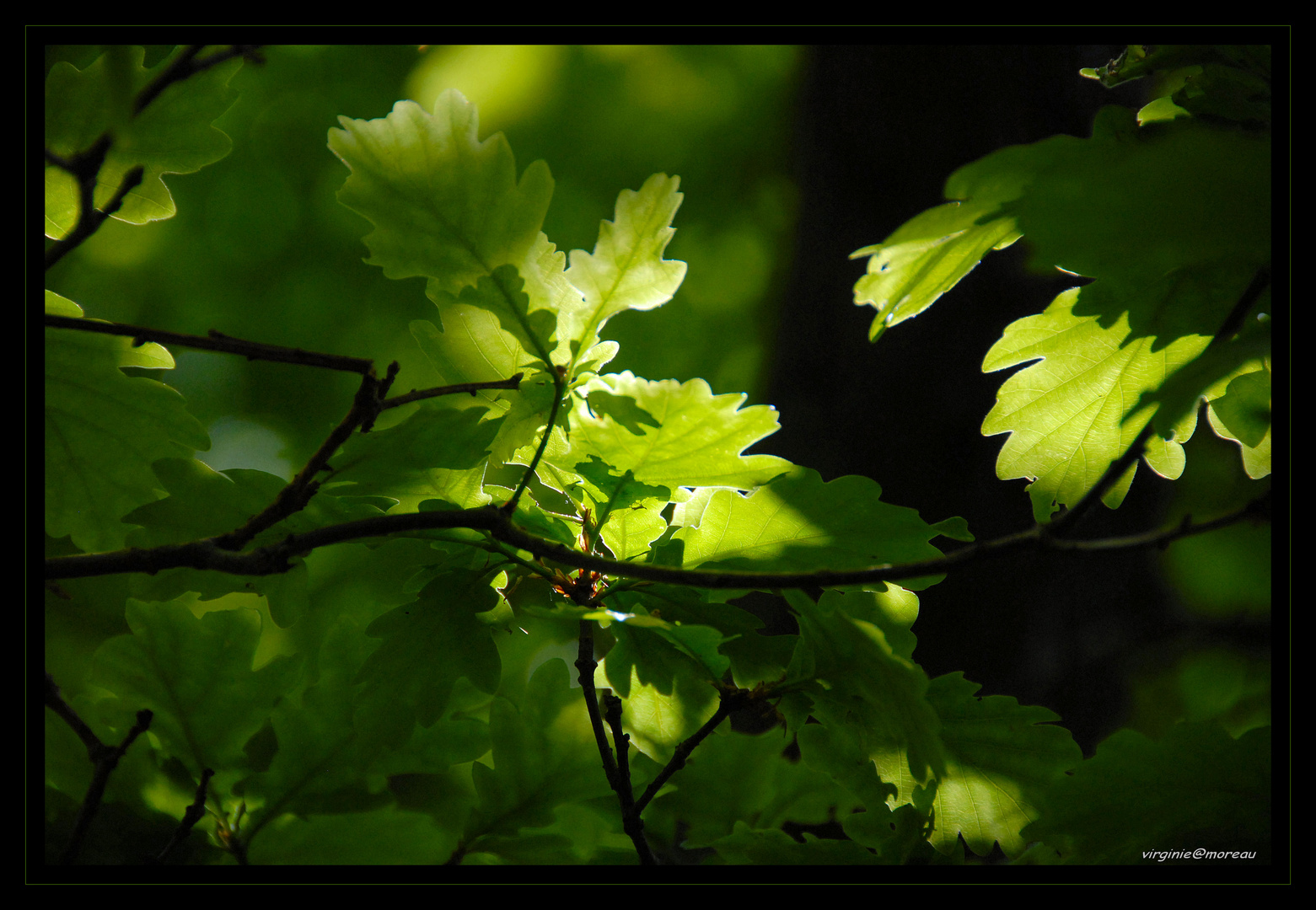 Contre jour