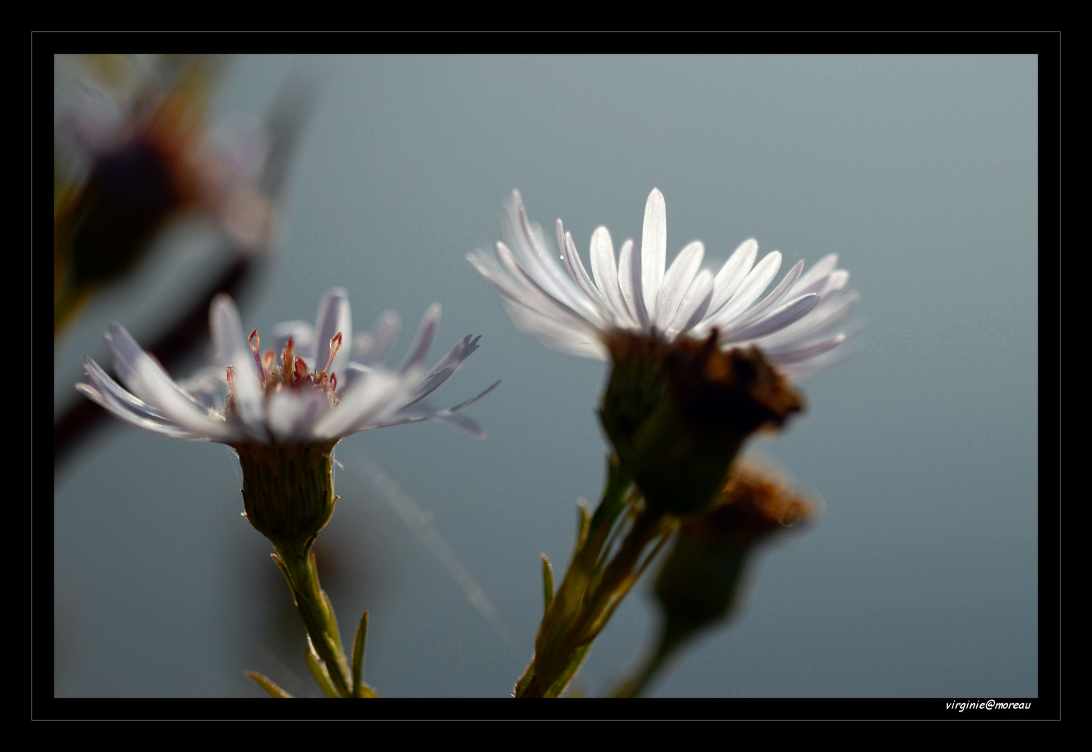 Contre jour