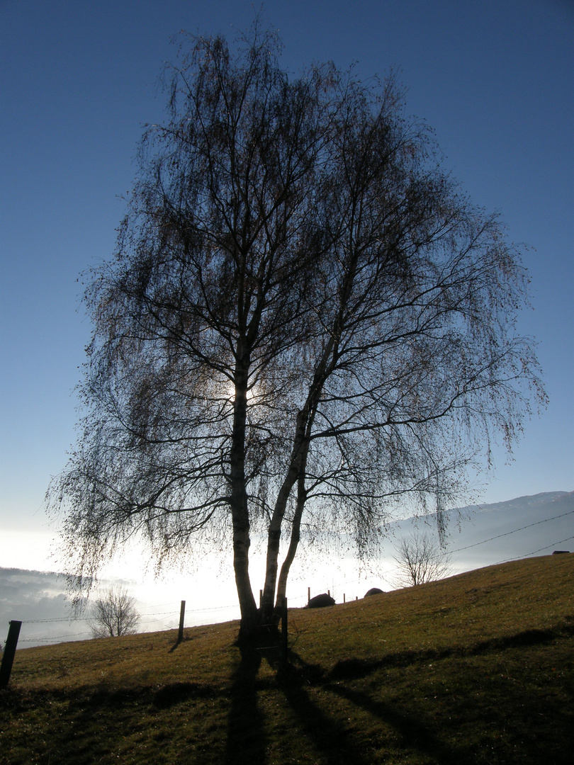 contre-jour