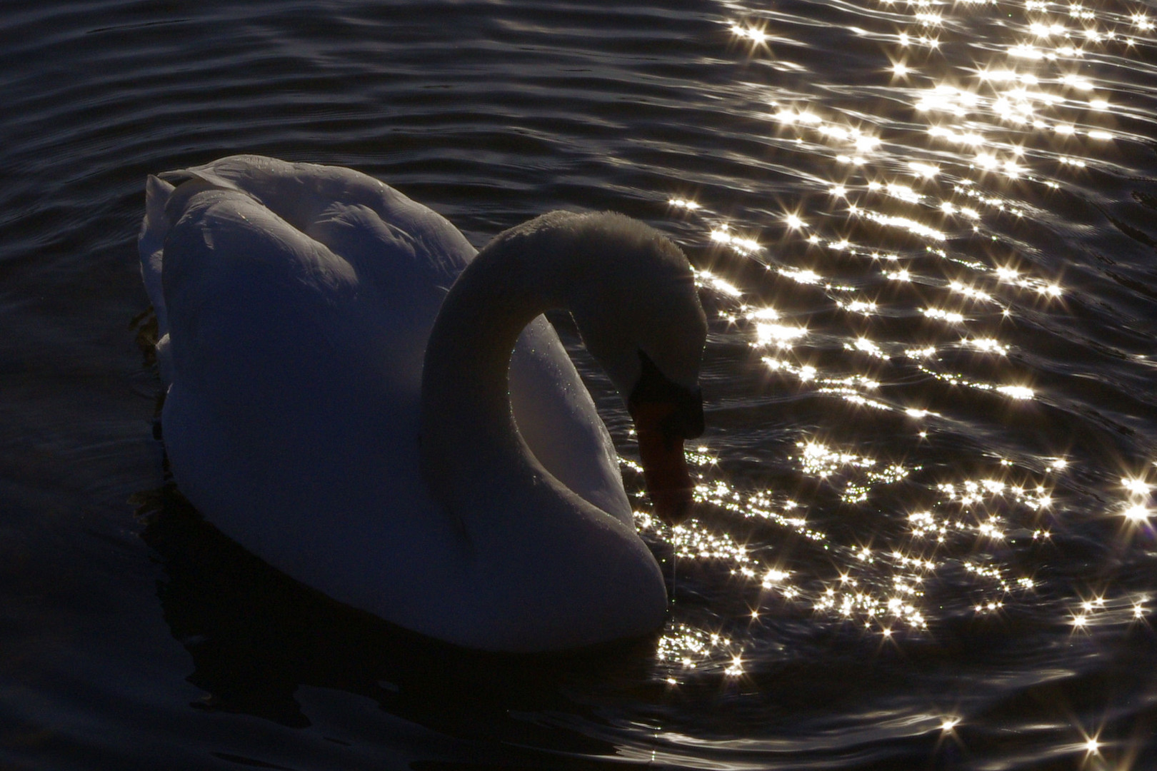 Contre jour