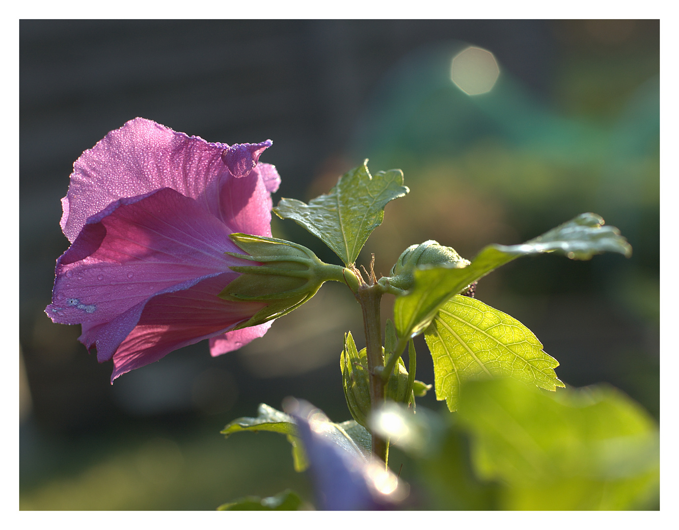 Contre-jour