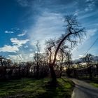 Contre-jour à la campagne