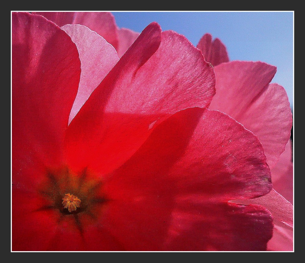 Contre jour à l'intérieur de la fleur