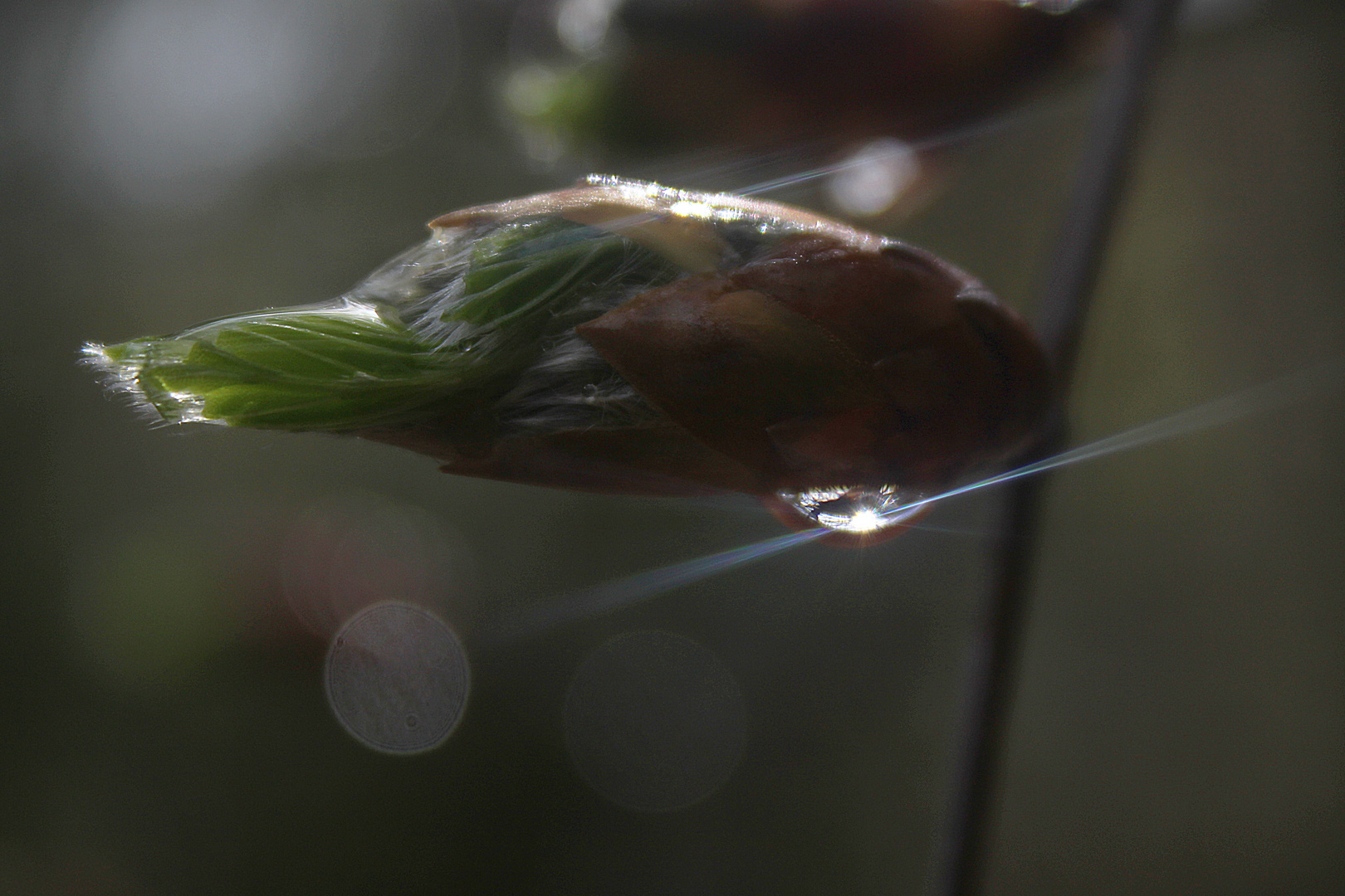 contre jour