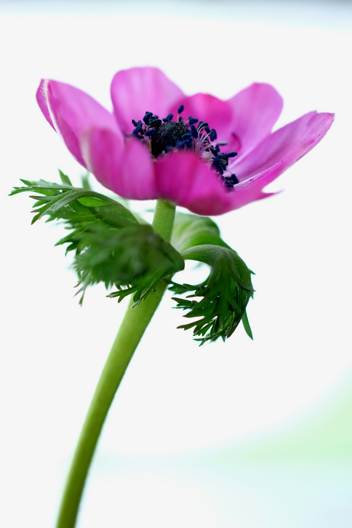 contre jour photo et image nature, macro, fleurs Images