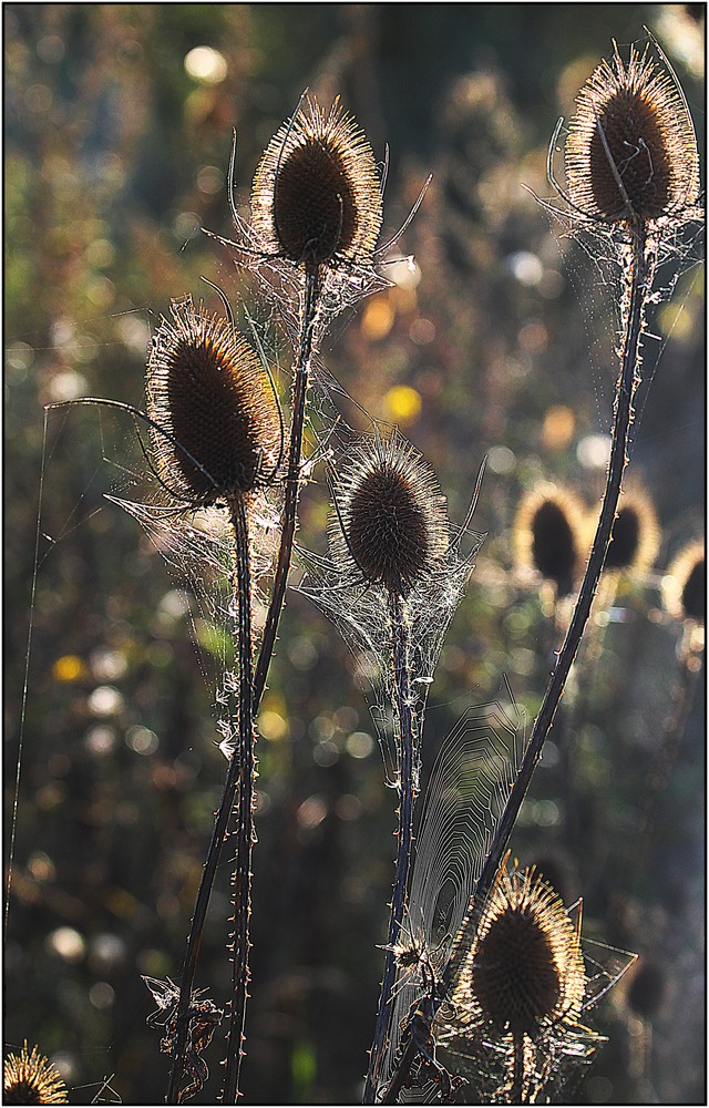 Contre jour