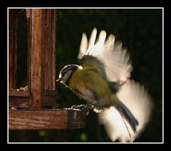 " Contre-jour dans les ailes d'une mésange "