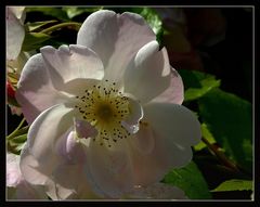 " Contre jour dans les pétales d'une rose "