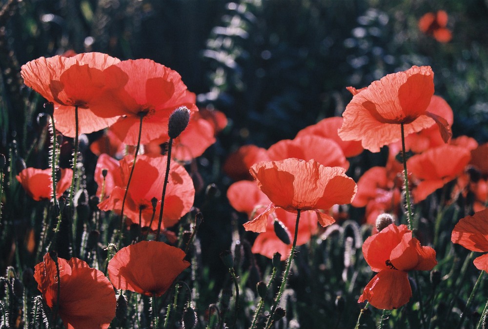 contre jour de coquelicot