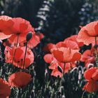 contre jour de coquelicot