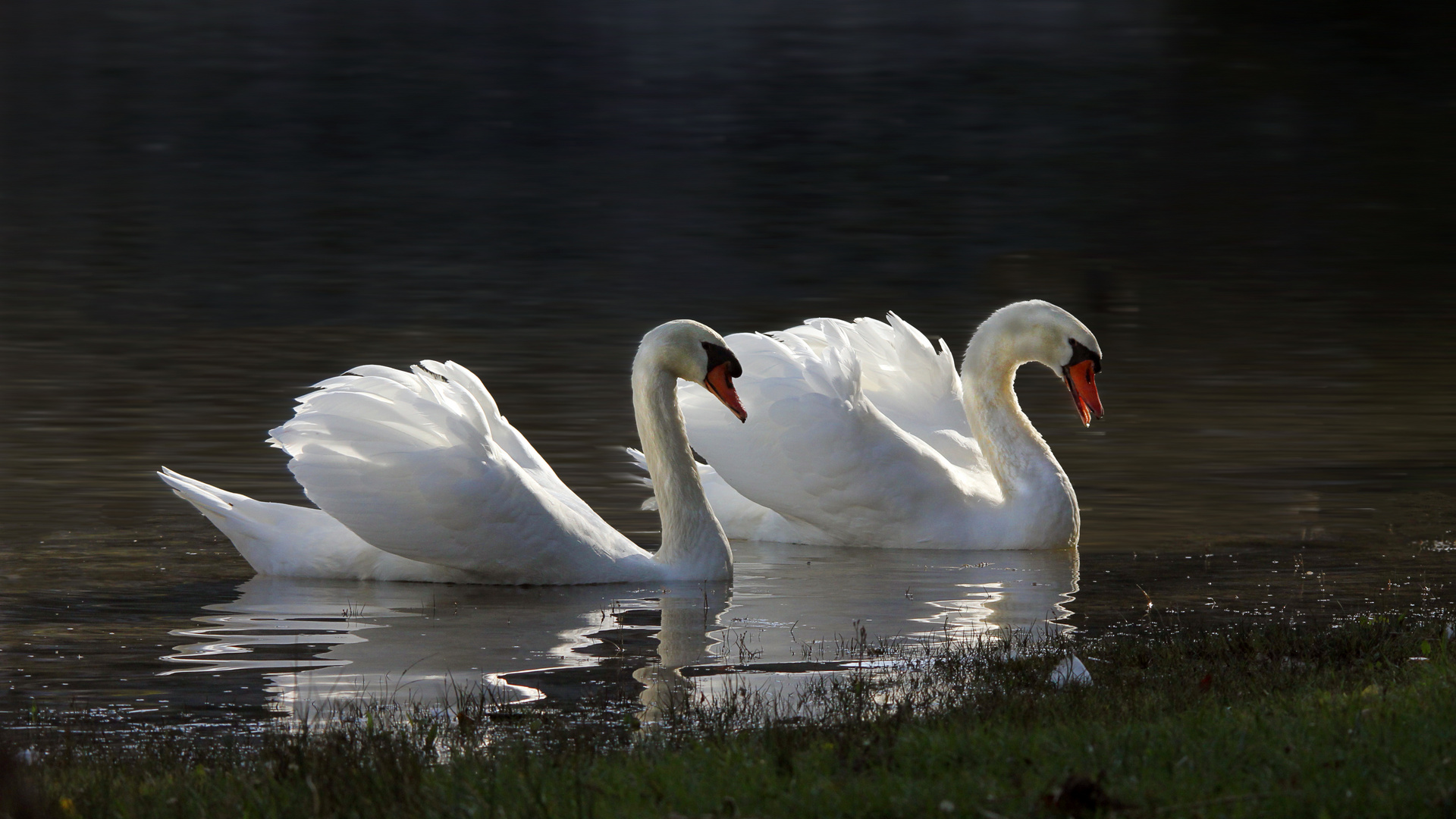 Contre-jour de cygnes