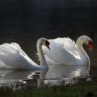 Contre-jour de cygnes