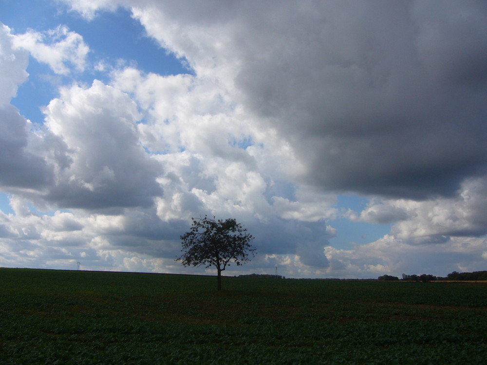 Contre-jour d'été