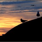 Contre-jour du soir