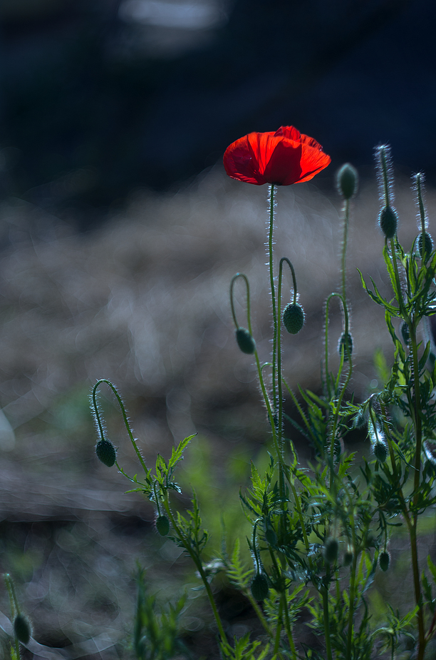 Contre - jour