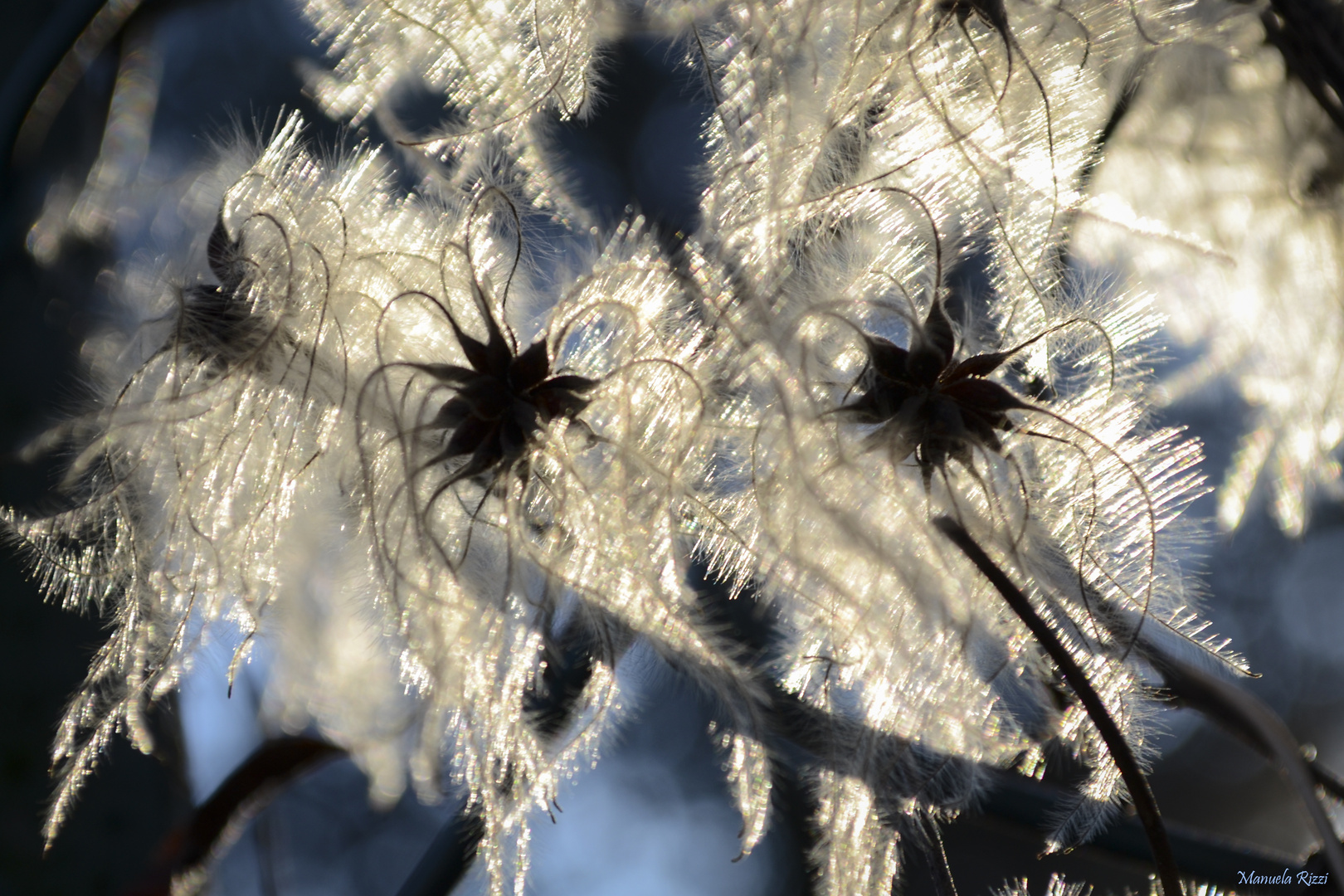 contre jour