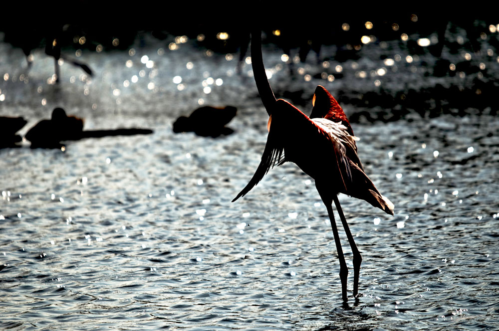 contre jour flamant