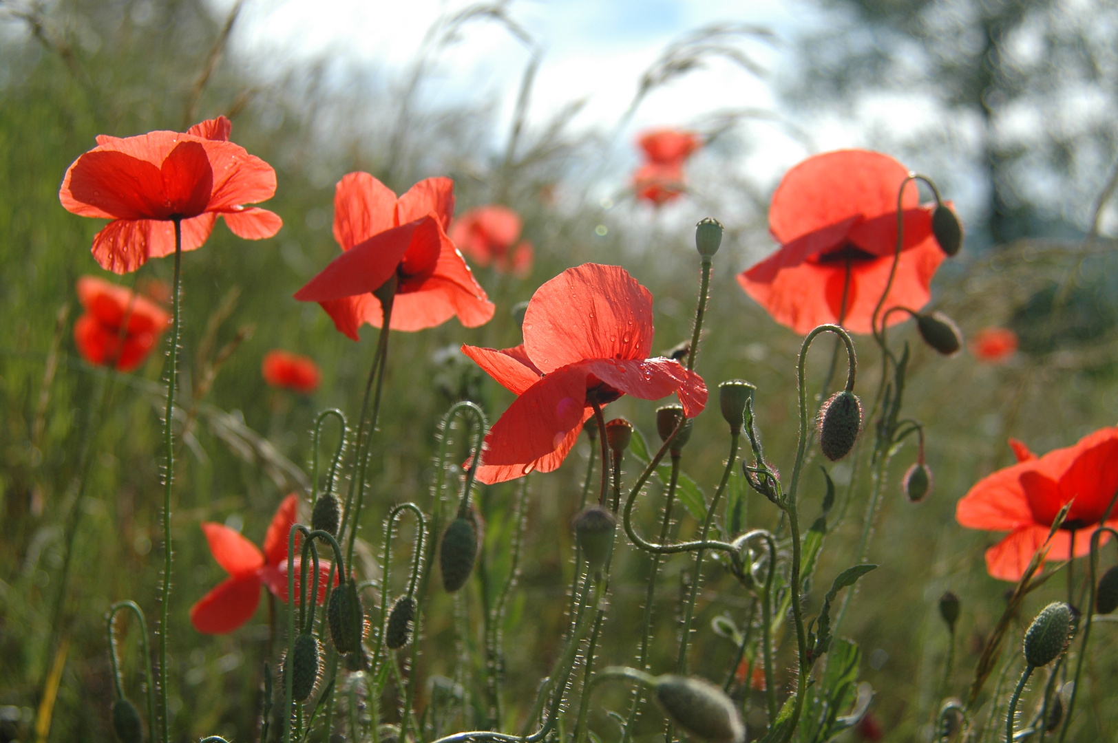 contre jour floral