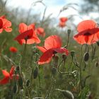 contre jour floral