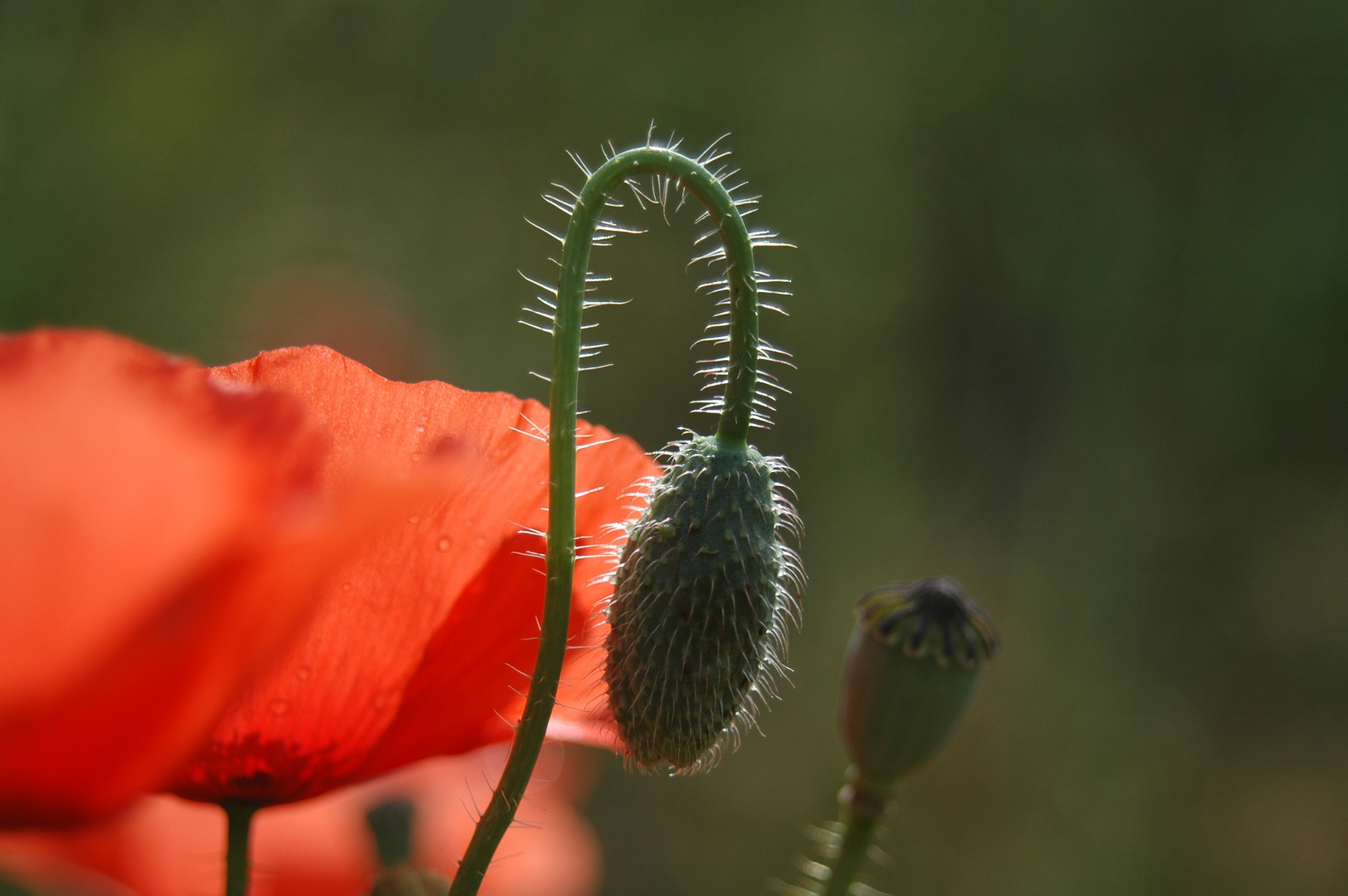 contre jour floral