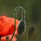 contre jour floral