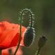 contre jour floral