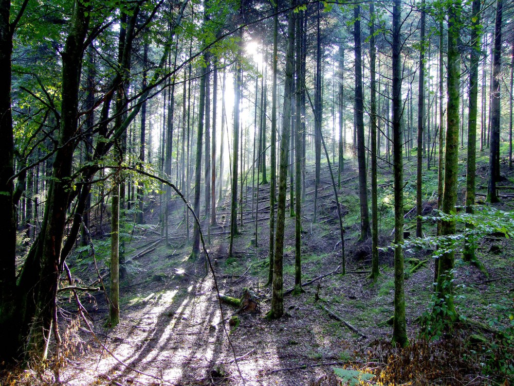 contre jour foret st benoit vosges