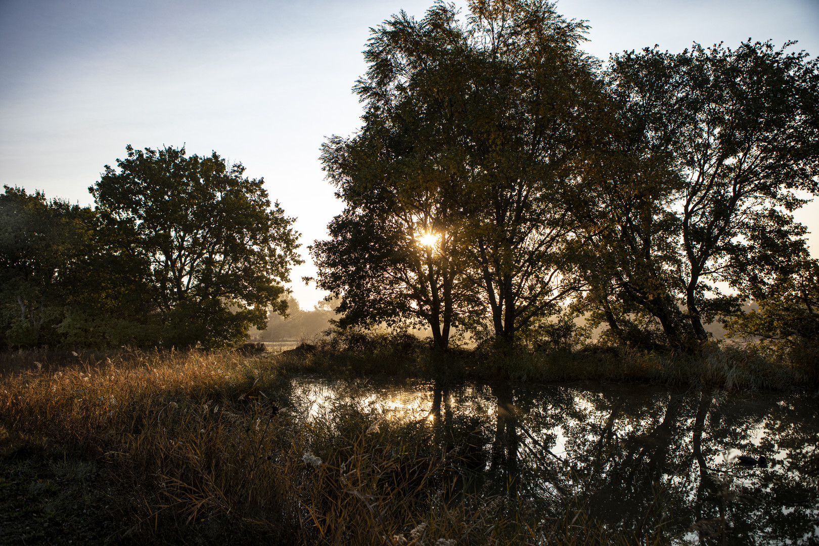 Contre jour matinal