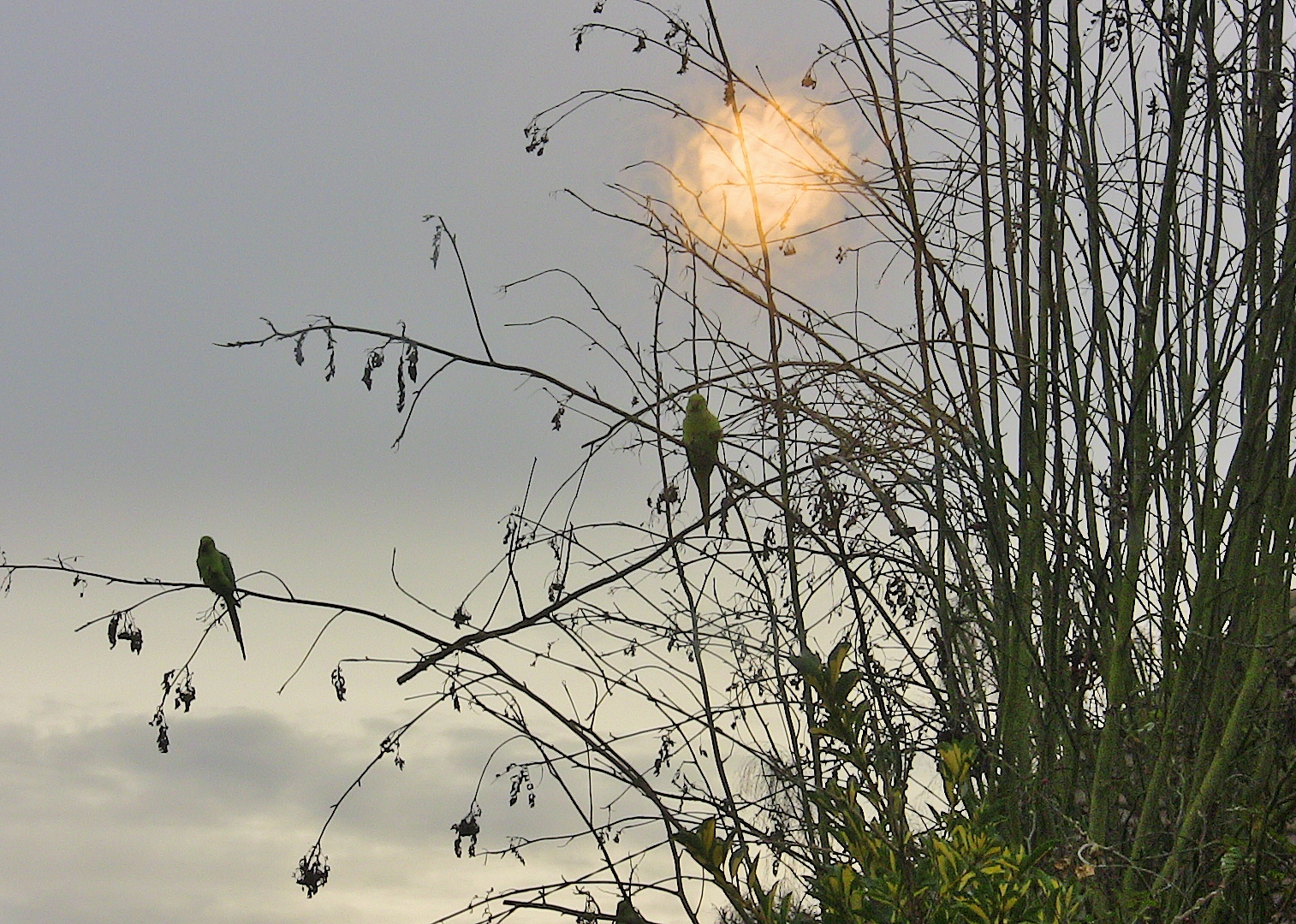 contre jour matinal