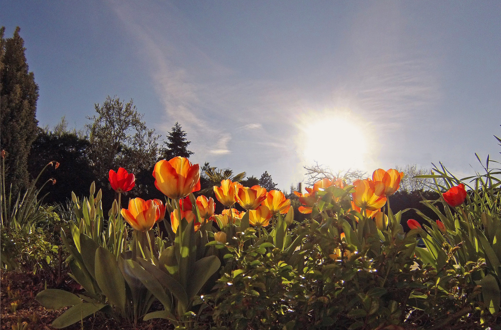 Contre-jour printanier dans le jardin