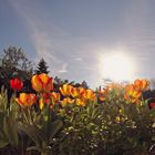 Contre-jour printanier dans le jardin