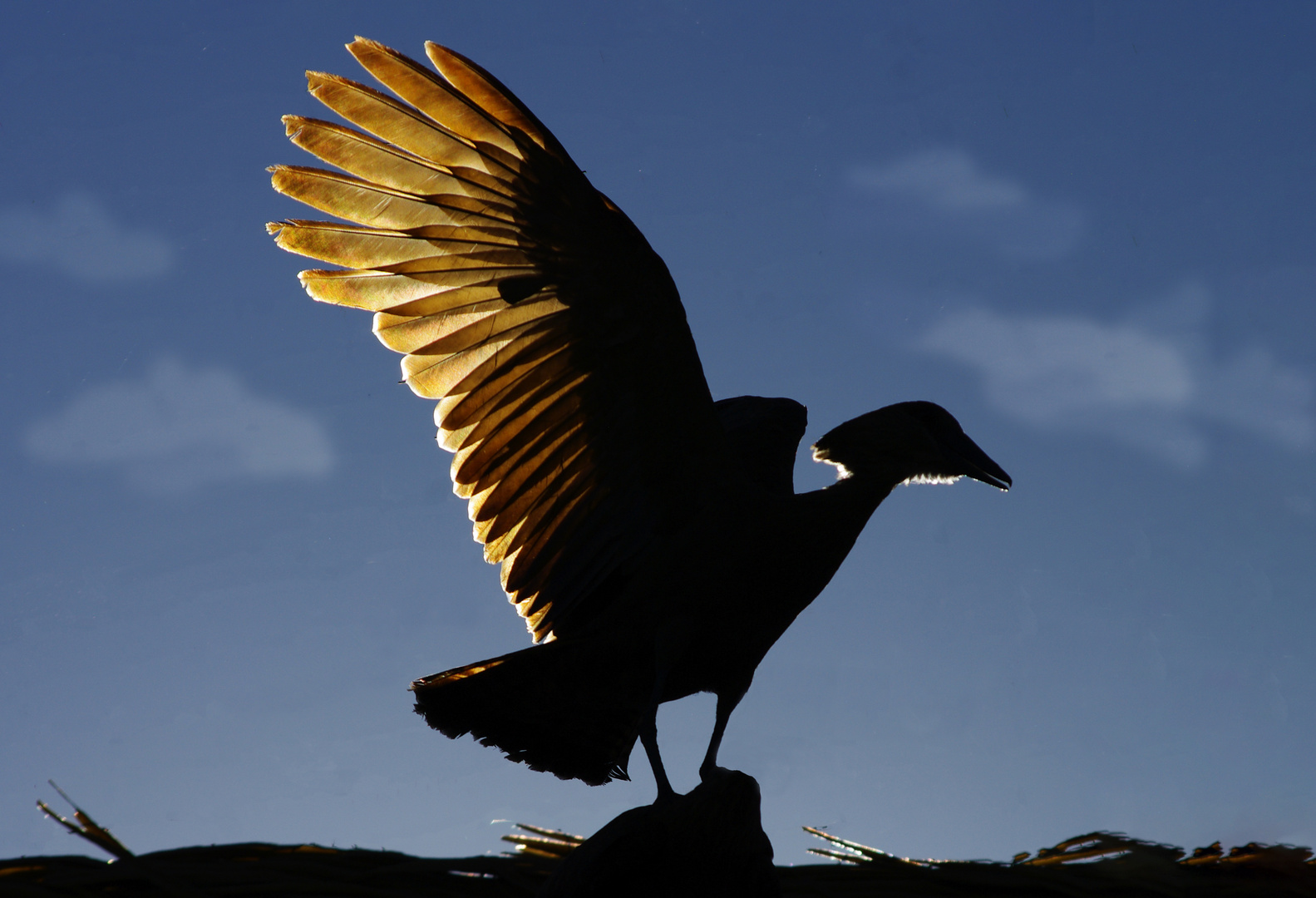 Contre-jour (Scopus umbretta, ombrette africaine)