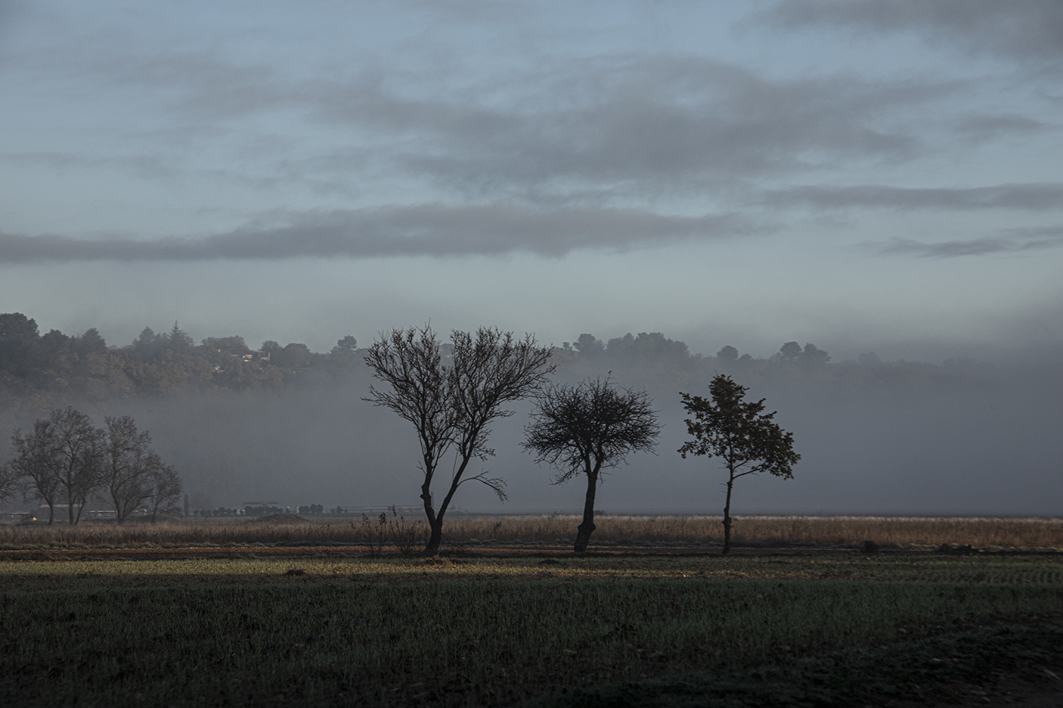 Contre jour sur fond de brume matinale