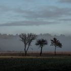 Contre jour sur fond de brume matinale