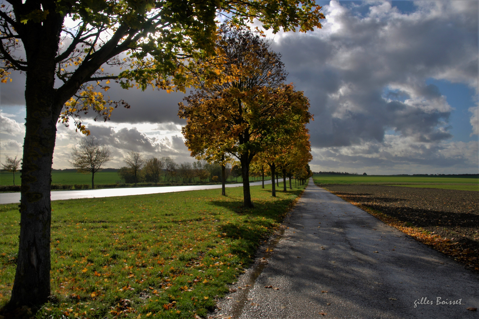 Contre jour sur la contre allée